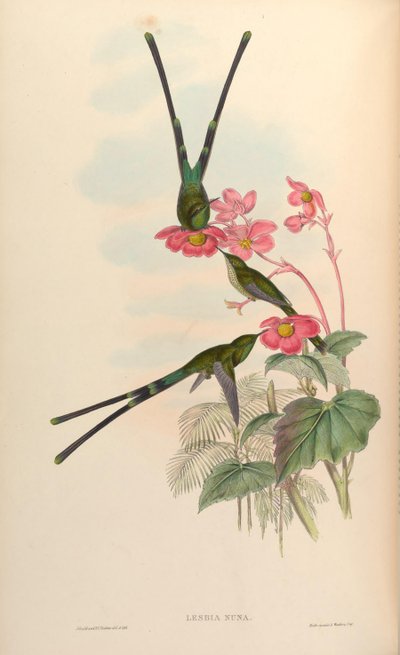 Lesbia nuna by John Gould